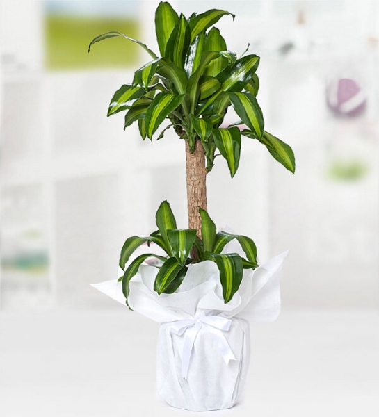 Yucca Mesengena 1.50 cm