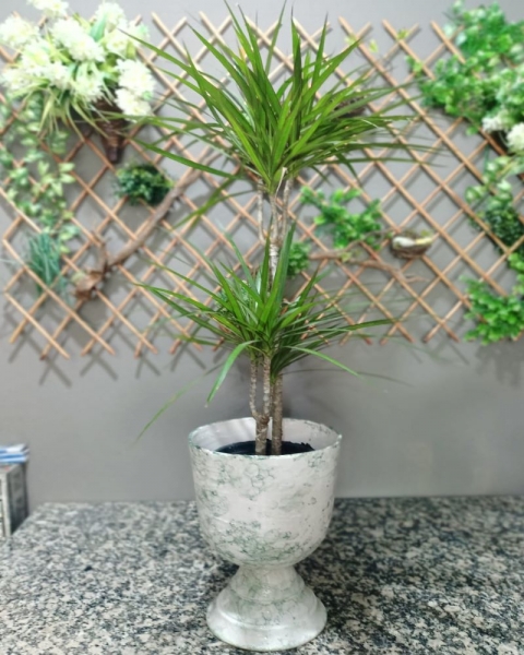 Marginata Tricolor