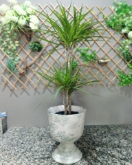 Marginata Tricolor